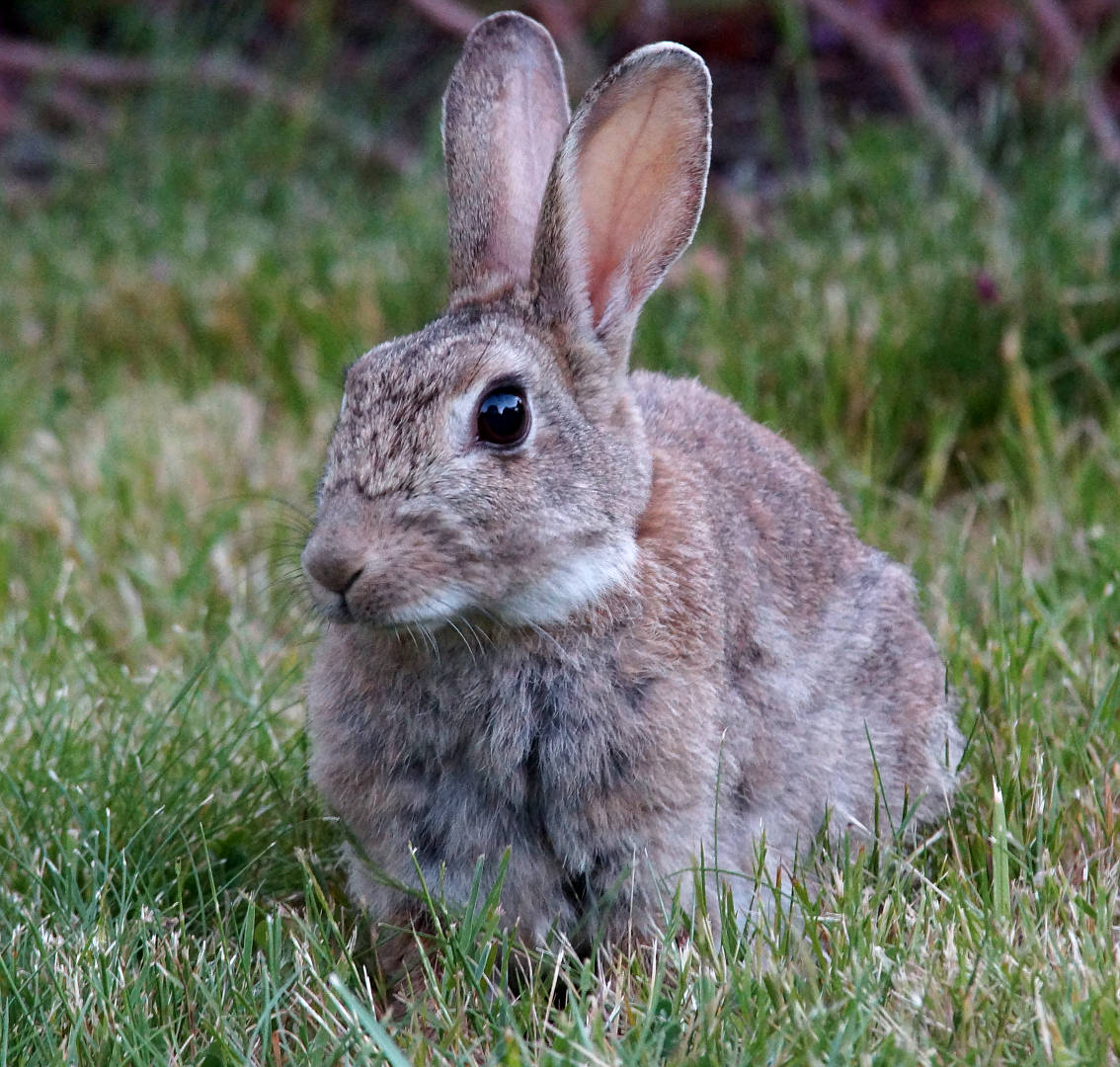 Feral European Rabbit (Oryctolagus cuniculus)
